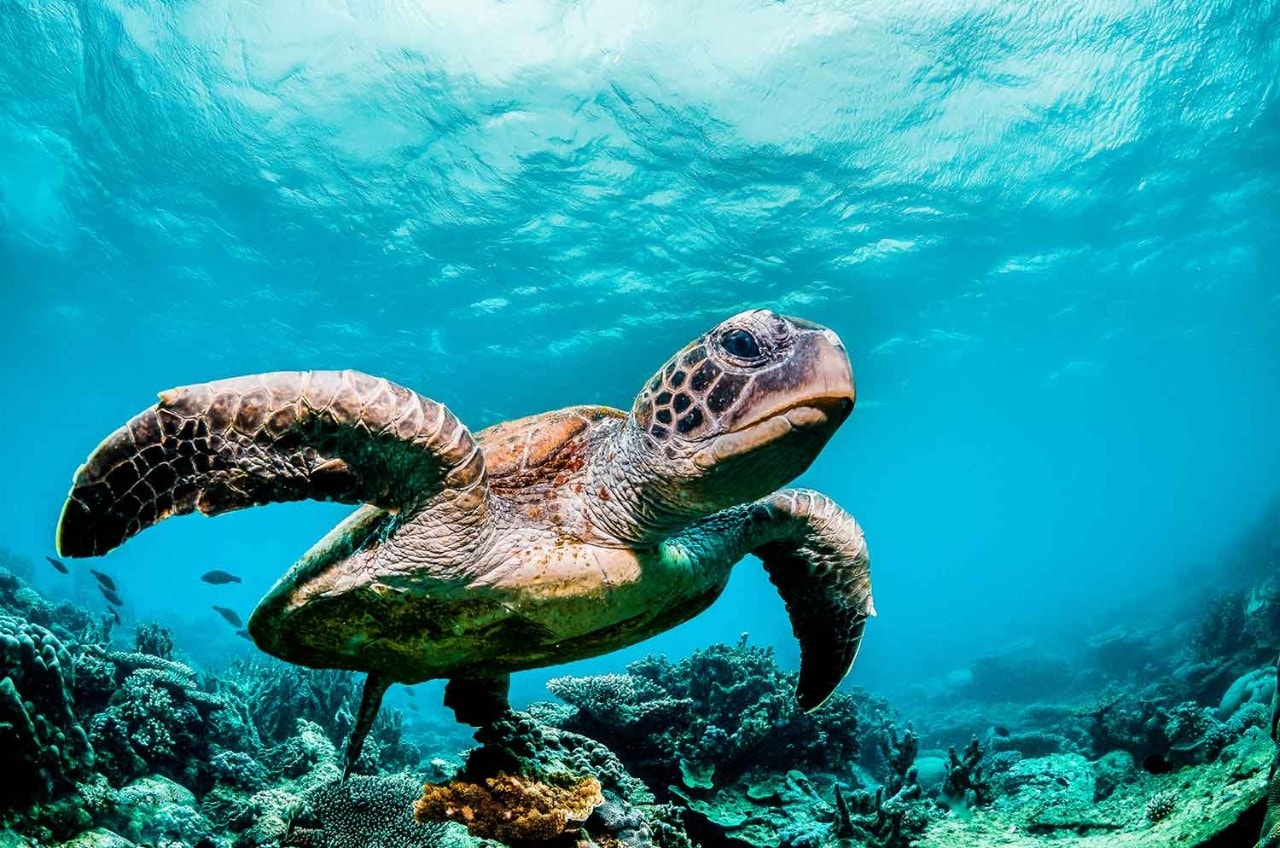Sea turtle on ocean floor