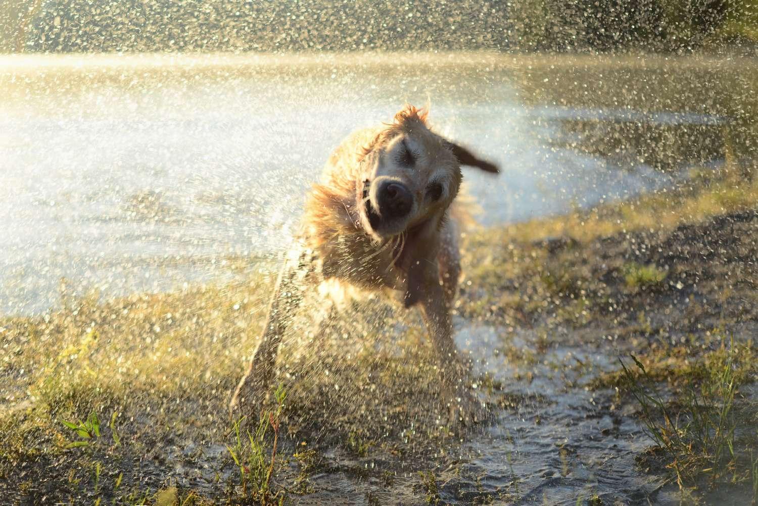 Wet dog shakes