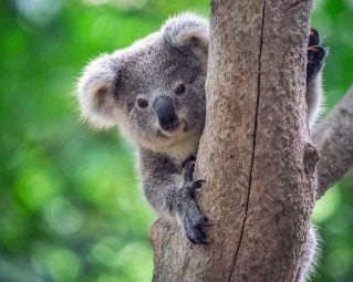 AI and IoT analytics protect people and koalas