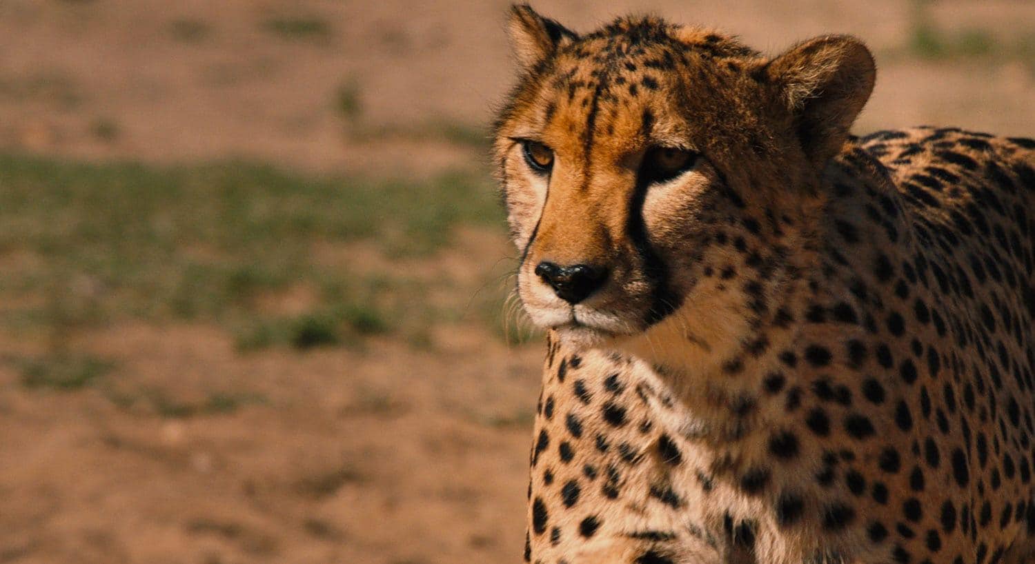 Wildtrack cheetah in the savannah